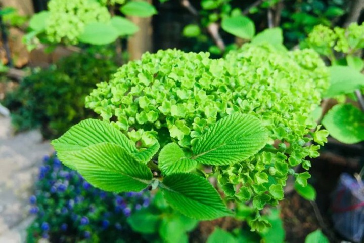 麻球 麻球