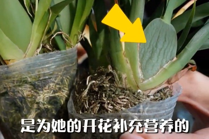 文心兰养护防踩雷指南 文心兰养护防踩雷指南