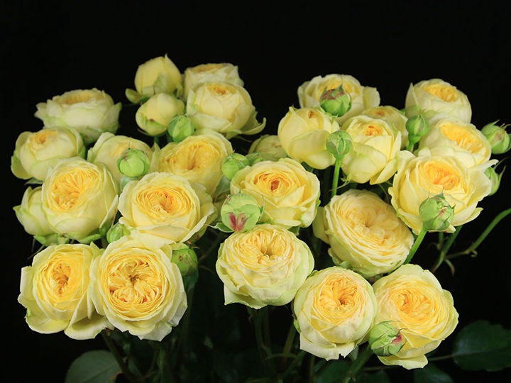 牡丹泡泡Peony Bubbles 牡丹泡泡Peony Bubbles