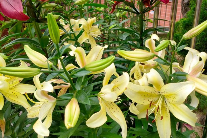 百合花花期如何养护管理 百合花花期如何养护管理