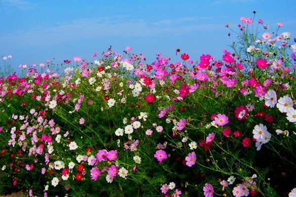 1550068456242934.jpg 扫帚梅花的花语是什么-扫帚梅花的象征寓意