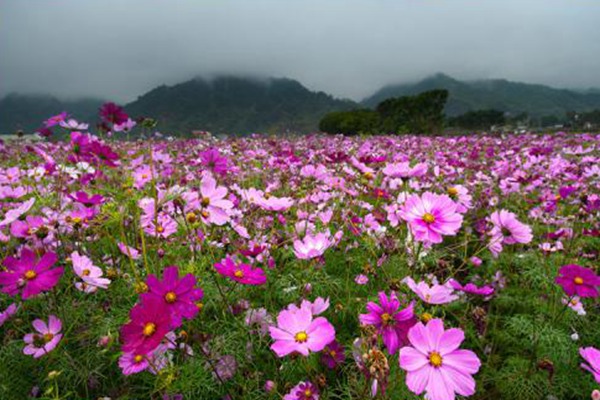 1550068480990250.jpg 扫帚梅花的花语是什么-扫帚梅花的象征寓意