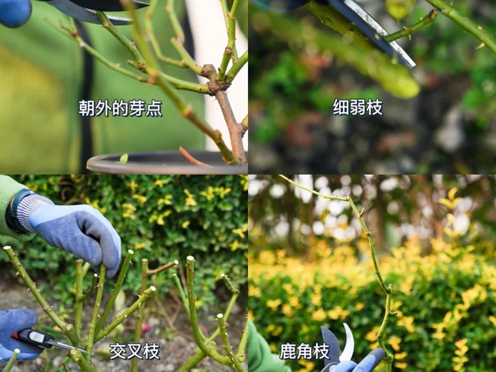 灌木月季冬剪注意事项(满满的干货) 灌木月季冬剪注意事项(满满的干货)