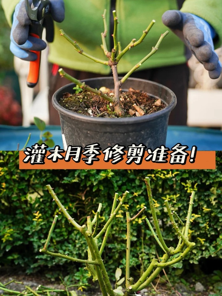 灌木月季冬剪注意事项(满满的干货) 灌木月季冬剪注意事项(满满的干货)