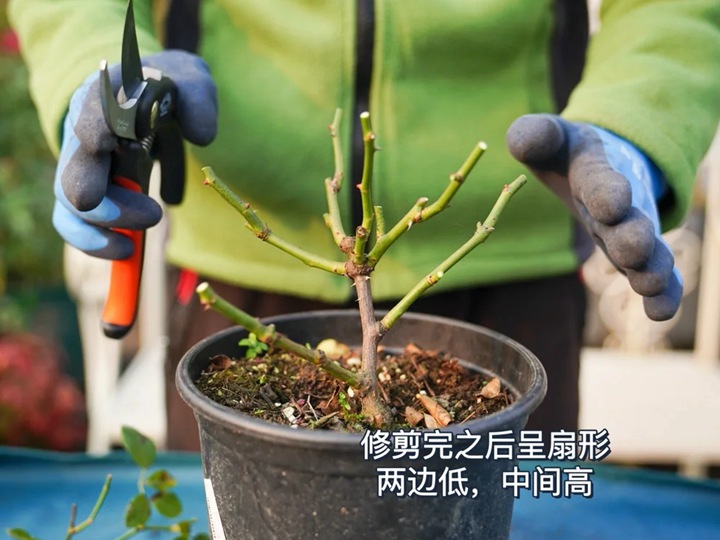 灌木月季冬剪注意事项(满满的干货) 灌木月季冬剪注意事项(满满的干货)