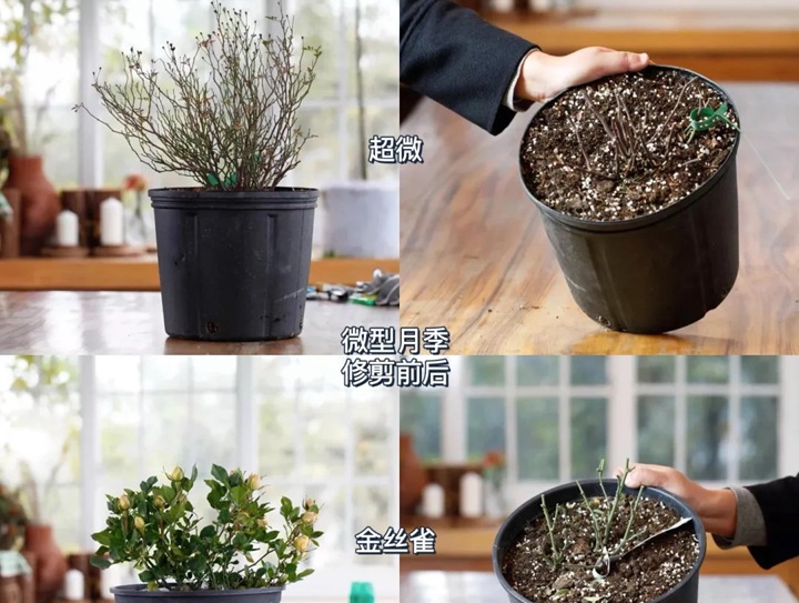 灌木月季冬剪注意事项(满满的干货) 灌木月季冬剪注意事项(满满的干货)