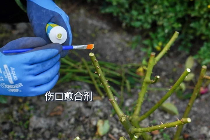 灌木月季冬剪注意事项(满满的干货) 灌木月季冬剪注意事项(满满的干货)