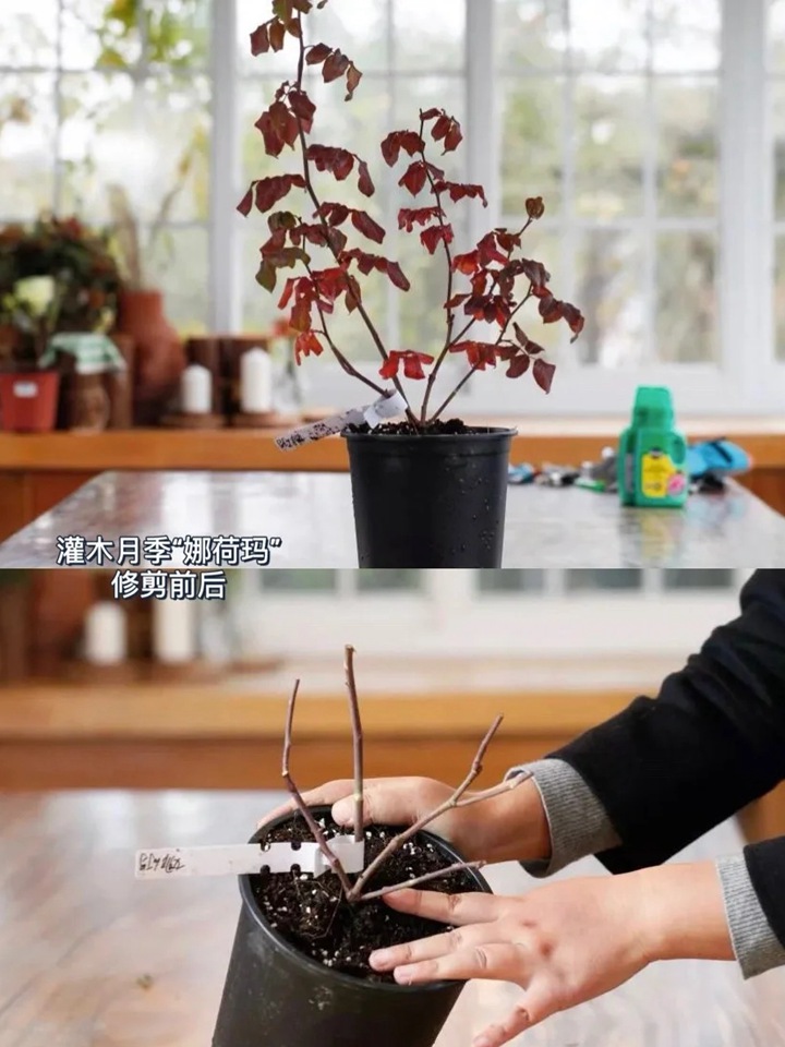 灌木月季冬剪注意事项(满满的干货) 灌木月季冬剪注意事项(满满的干货)