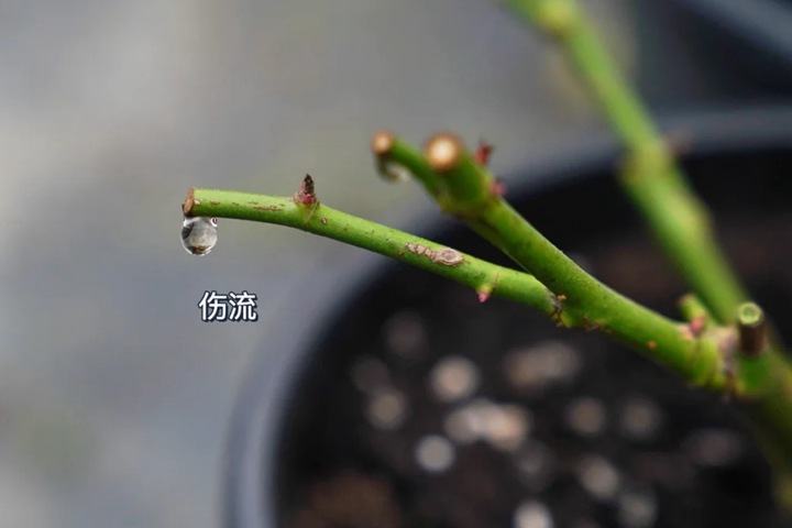 灌木月季冬剪注意事项(满满的干货) 灌木月季冬剪注意事项(满满的干货)