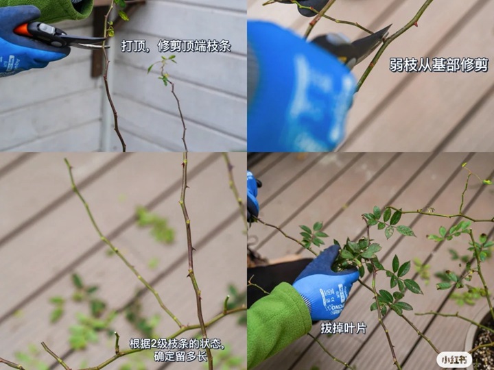 藤本月季花柱冬季牵引指南 藤本月季花柱冬季牵引指南