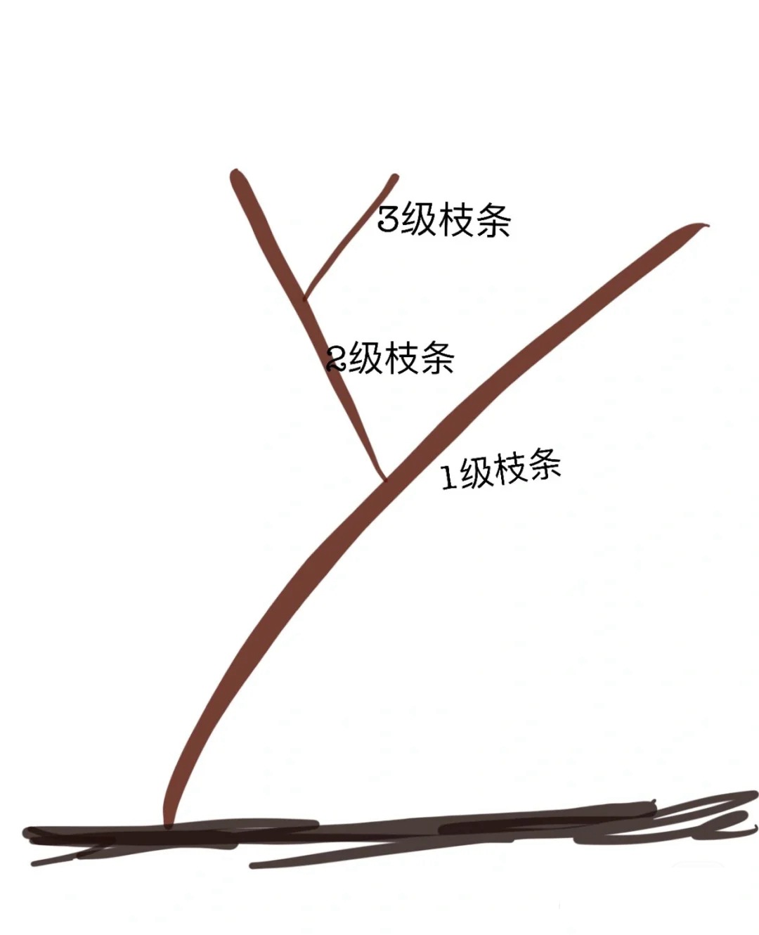 藤本月季花柱冬季牵引指南 藤本月季花柱冬季牵引指南