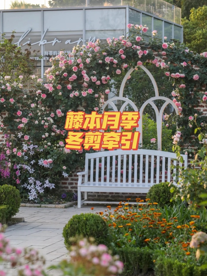藤本月季花柱冬季牵引指南 藤本月季花柱冬季牵引指南
