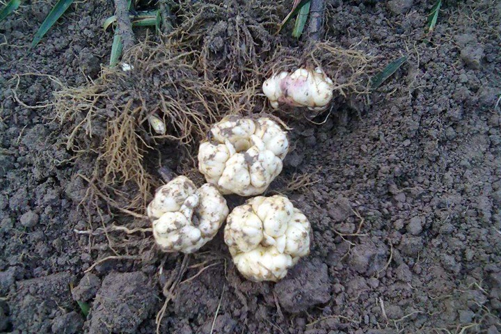 冬季球根种植防烂根的小技巧 冬季球根种植防烂根的小技巧