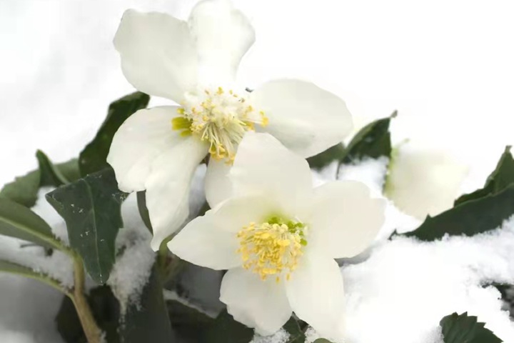 铁筷子冬日恋歌(Helleborus niger) 铁筷子冬日恋歌(Helleborus niger)