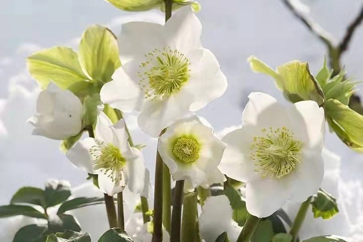 铁筷子冬日恋歌(Helleborus niger) 铁筷子冬日恋歌(Helleborus niger)
