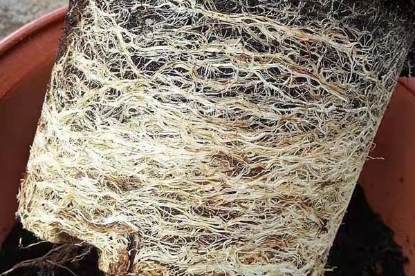 养花怎么养好根,花卉根系的特点有哪些 养花怎么养好根,花卉根系的特点有哪些