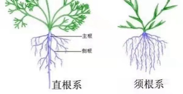 养花怎么养好根,花卉根系的特点有哪些 养花怎么养好根,花卉根系的特点有哪些