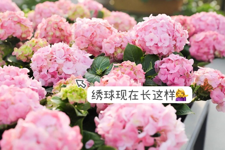 南方绣球冬季的养护管理方法 南方绣球冬季的养护管理方法