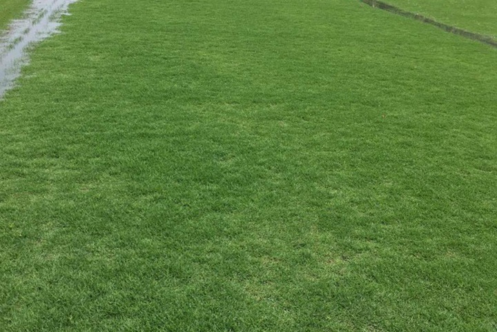 夏威夷草坪种子的价格 夏威夷草坪种子的价格