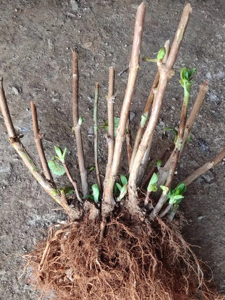 绣球花老桩好不好,绣球花老桩会开花吗 绣球花老桩好不好,绣球花老桩会开花吗