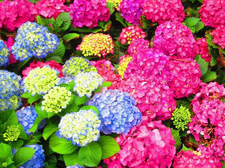 绣球花轻松爆盆指南(附调蓝方法) 绣球花轻松爆盆指南(附调蓝方法)