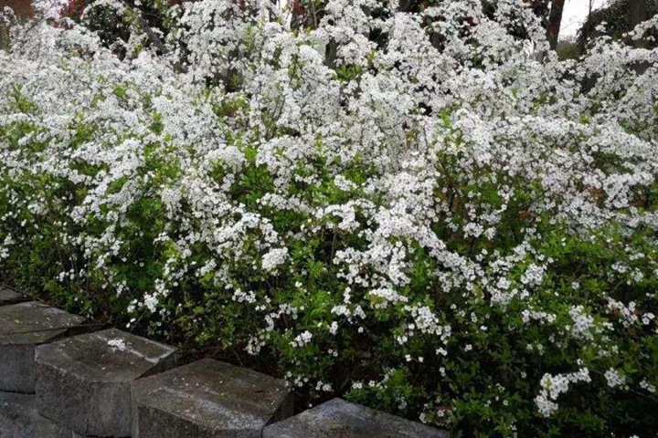 遇水开花的干枝雪柳怎么养 遇水开花的干枝雪柳怎么养