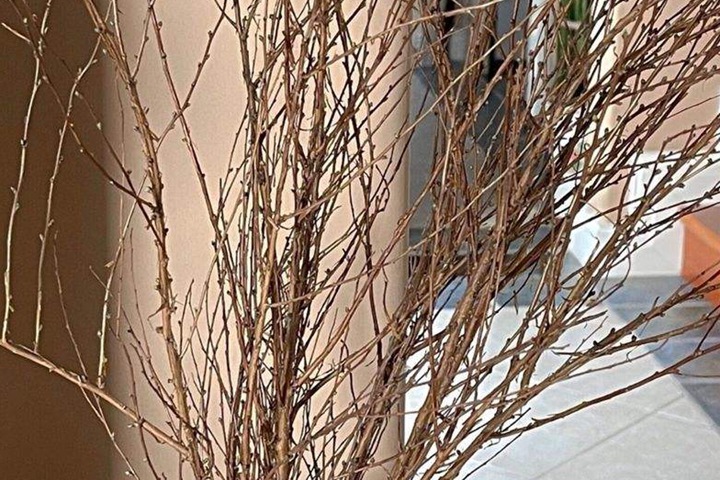 遇水开花的干枝雪柳怎么养 遇水开花的干枝雪柳怎么养
