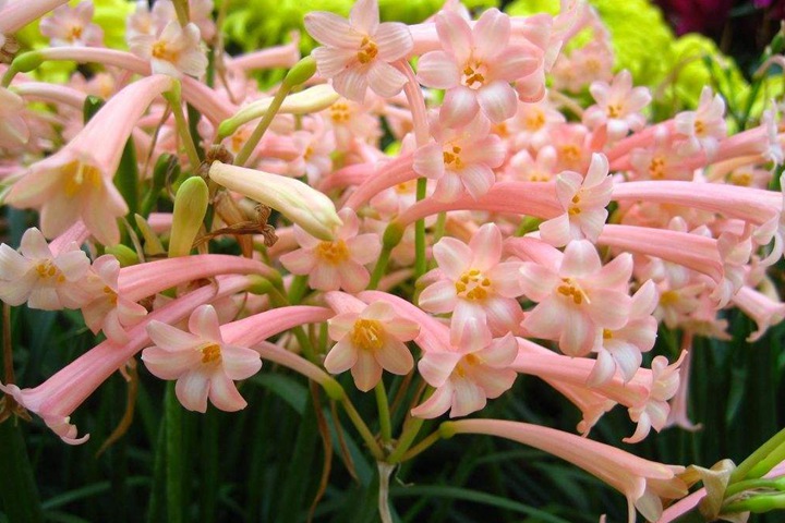 1640170853917163.jpg 垂筒花.jpg