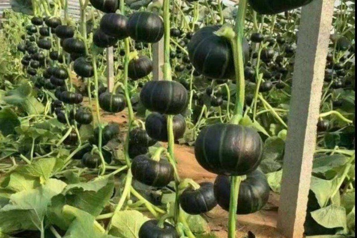 南瓜 南瓜