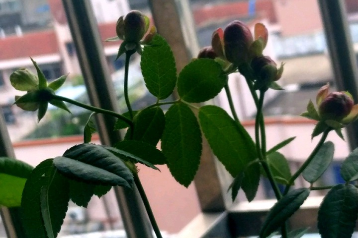 小萝卜RADISH 小萝卜RADISH