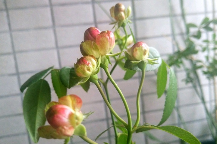 小萝卜RADISH 小萝卜RADISH