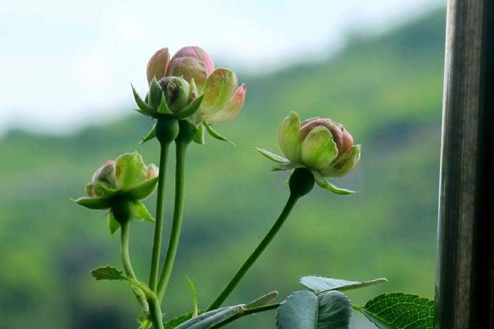 小萝卜RADISH 小萝卜RADISH