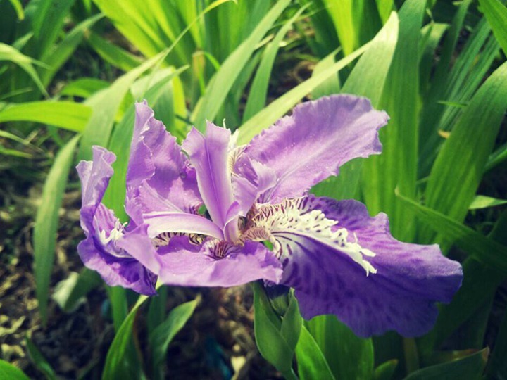 蓝花鸢尾 蓝花鸢尾