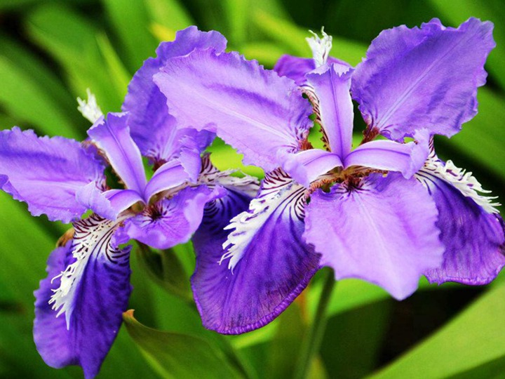 蓝花鸢尾 蓝花鸢尾