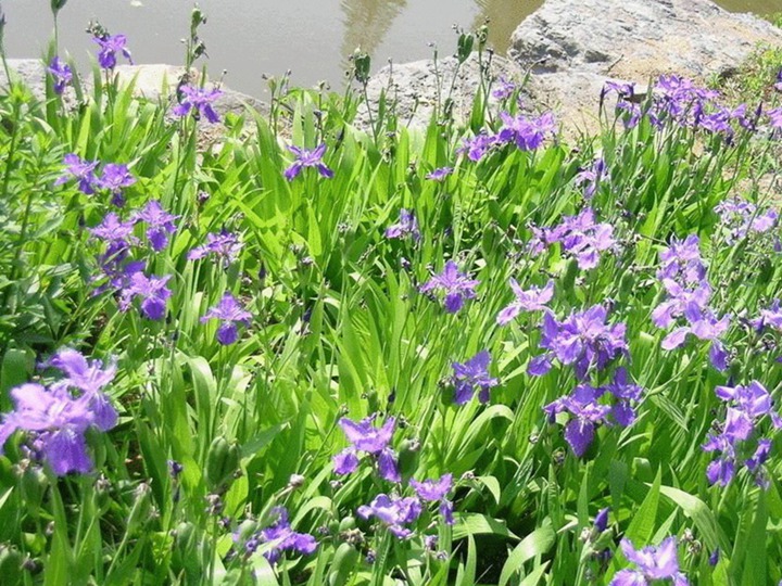 蓝花鸢尾 蓝花鸢尾