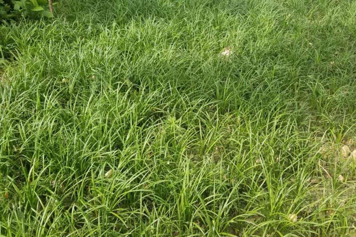 麦冬草什么时候种植最合适 麦冬草什么时候种植最合适