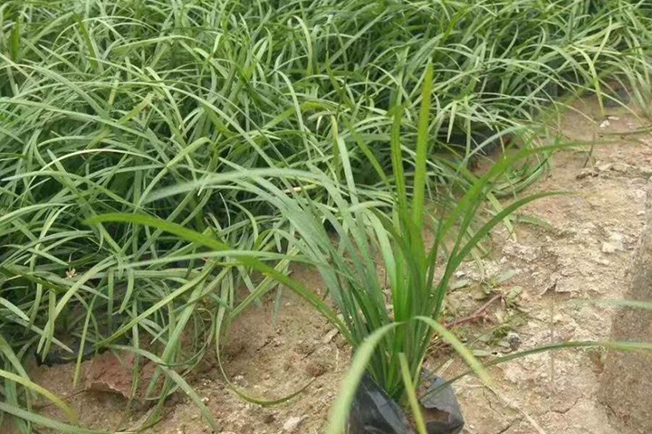 麦冬草什么时候种植最合适 麦冬草什么时候种植最合适