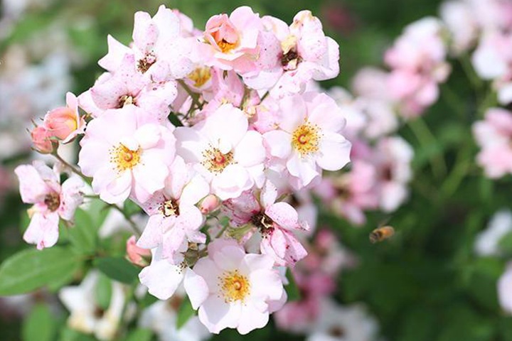 卖花女/卖花姑娘 卖花女/卖花姑娘