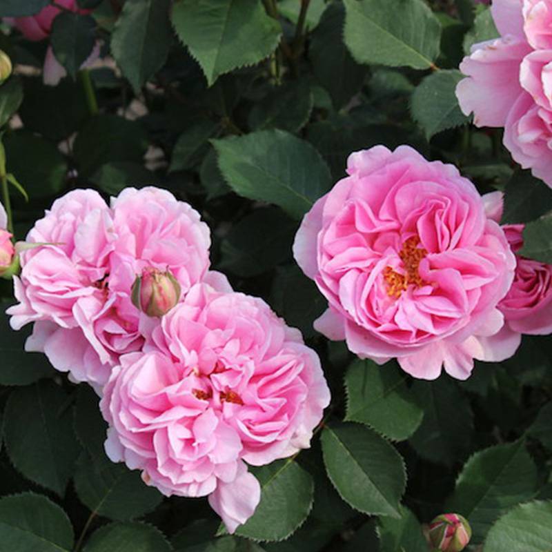 春日 Le printemps 春日 Le printemps