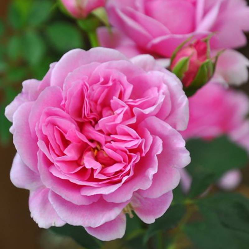 春日 Le printemps 春日 Le printemps