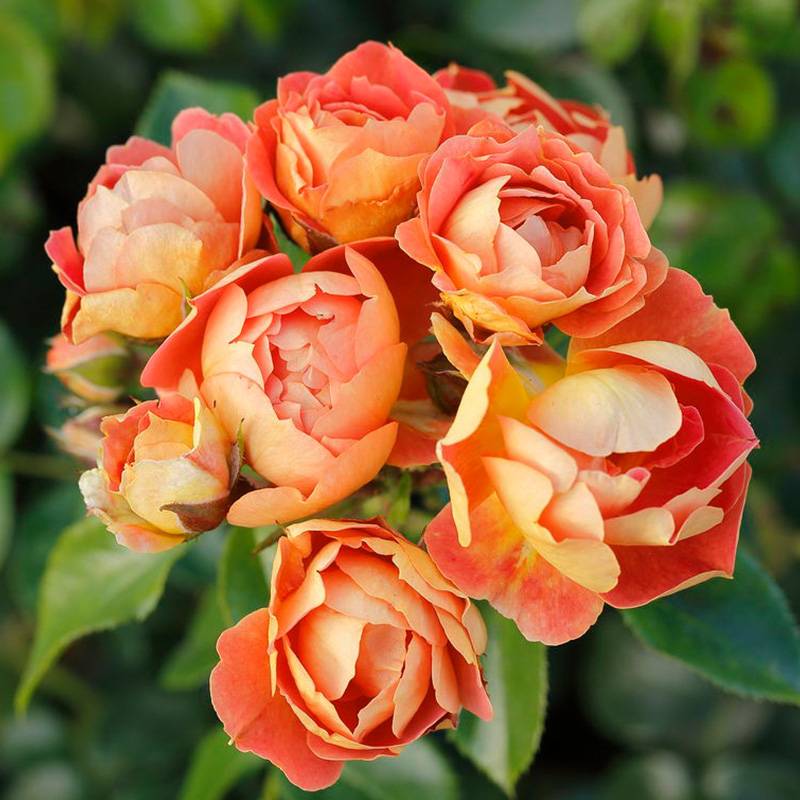 芒果蜜蜂乐园Bienenweide Mango 芒果蜜蜂乐园Bienenweide Mango