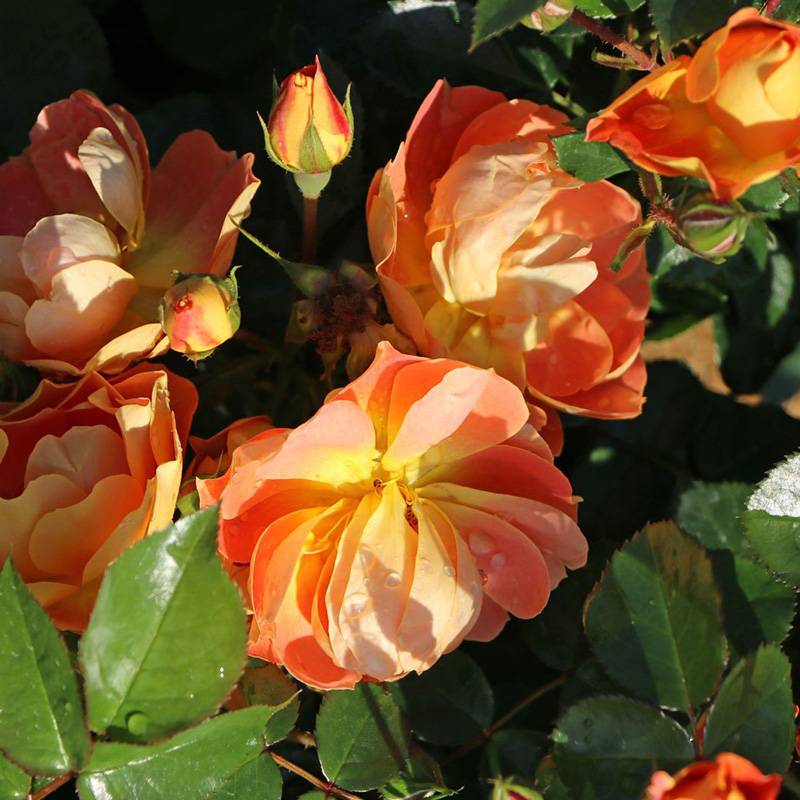 芒果蜜蜂乐园Bienenweide Mango 芒果蜜蜂乐园Bienenweide Mango