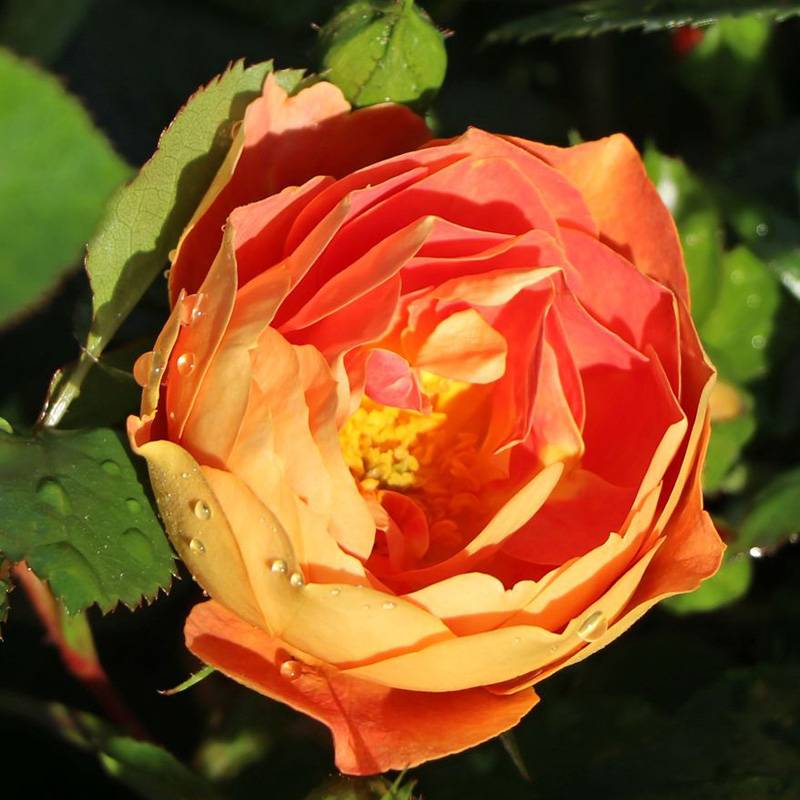 芒果蜜蜂乐园Bienenweide Mango 芒果蜜蜂乐园Bienenweide Mango