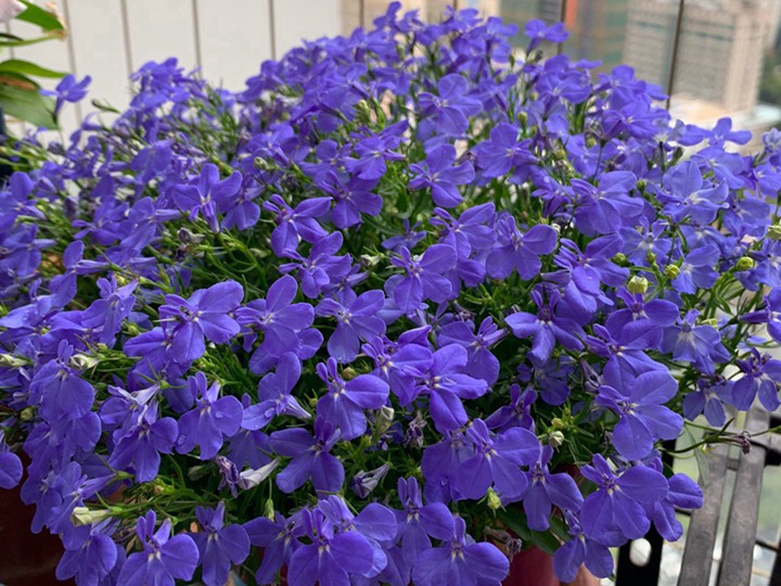 蓝花亚麻 蓝花亚麻
