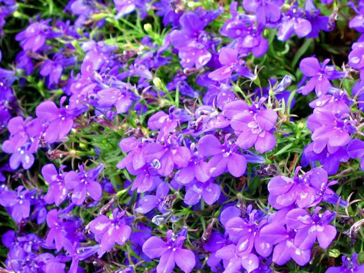 蓝花亚麻 蓝花亚麻