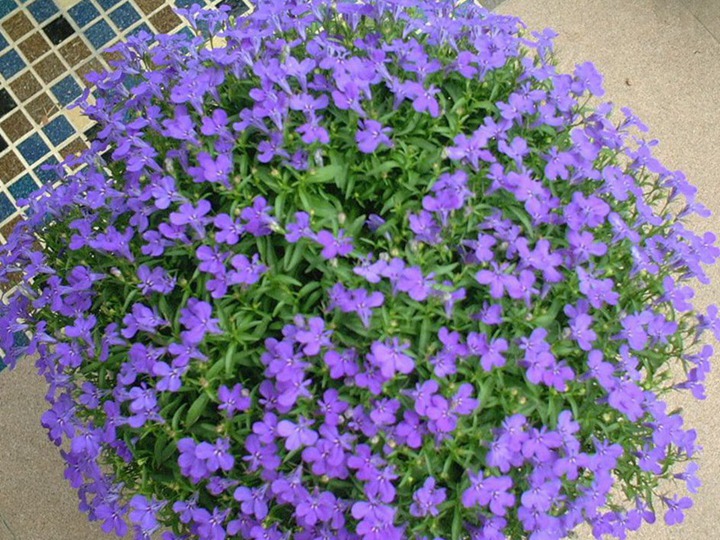 蓝花亚麻 蓝花亚麻