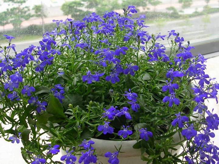 蓝花亚麻 蓝花亚麻