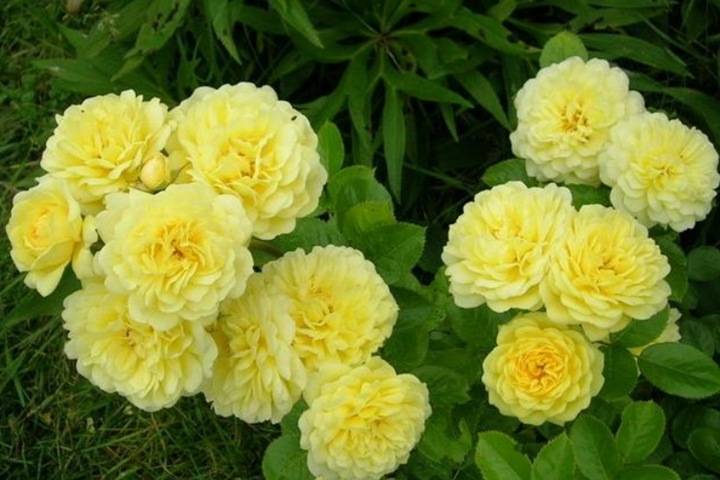 黄色枚兰之爱/黄爱玫YELLOW MEILOVE 黄色枚兰之爱/黄爱玫YELLOW MEILOVE