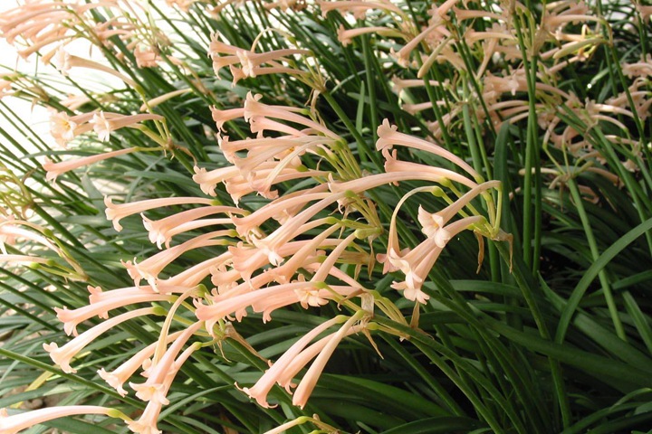 1640925011986860.jpg 垂筒花.jpg