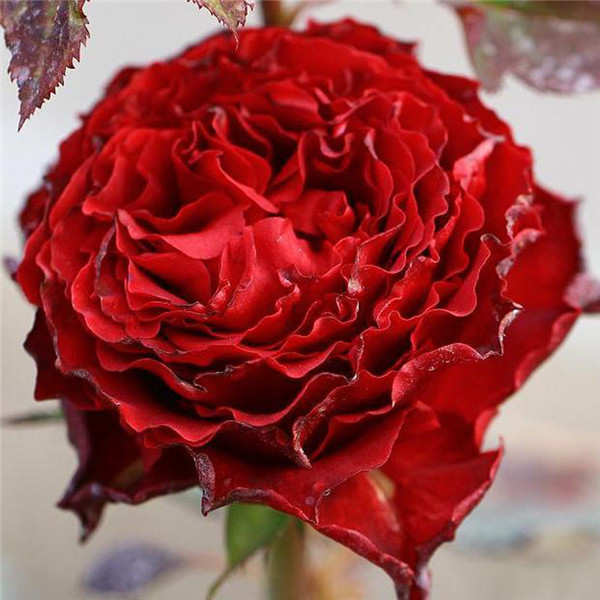 红舞裙 红舞裙